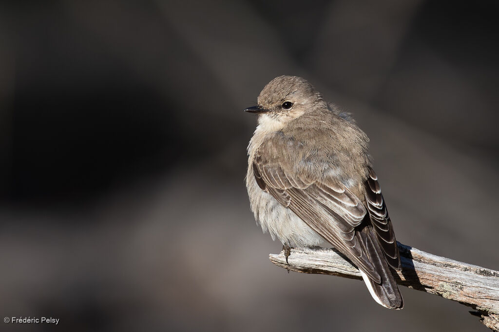 Miro enchanteuradulte