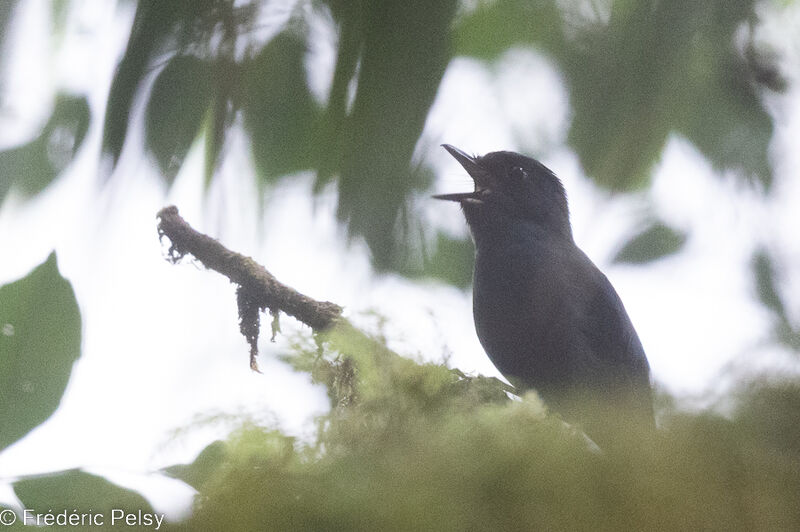 Slaty Robin