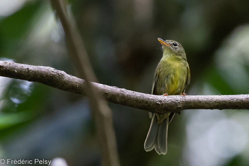 Olive Flyrobin