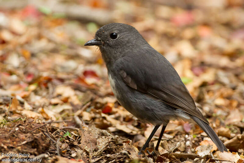 South Island Robin female adult breeding, identification