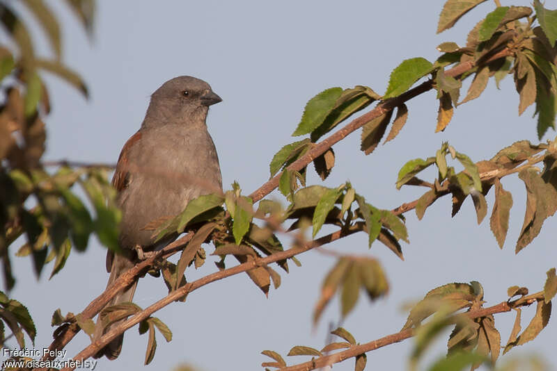 Moineau de Swainsonadulte