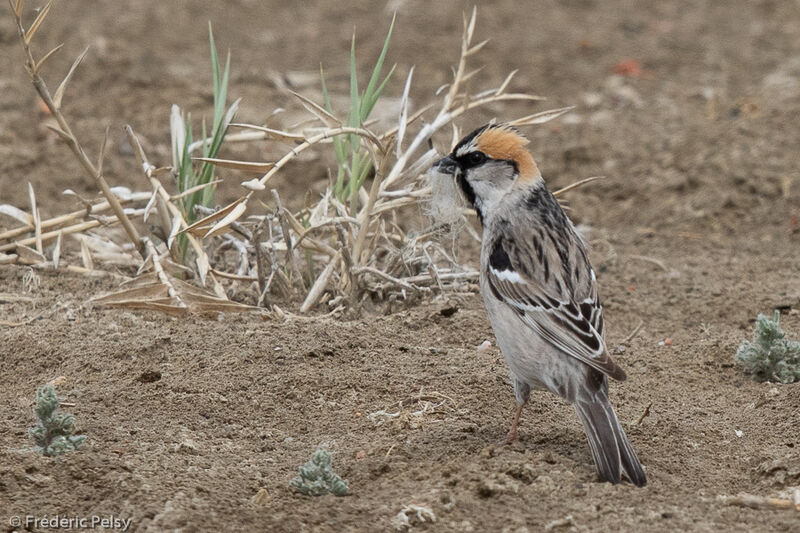 Saxaul Sparrow male adult