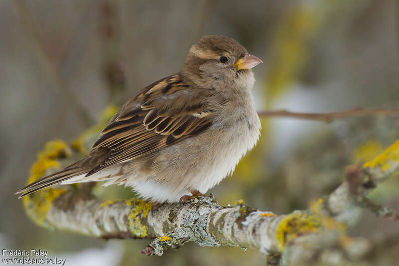 House Sparrow female adult, identification