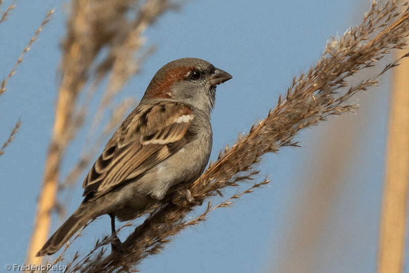 Sind Sparrow male adult