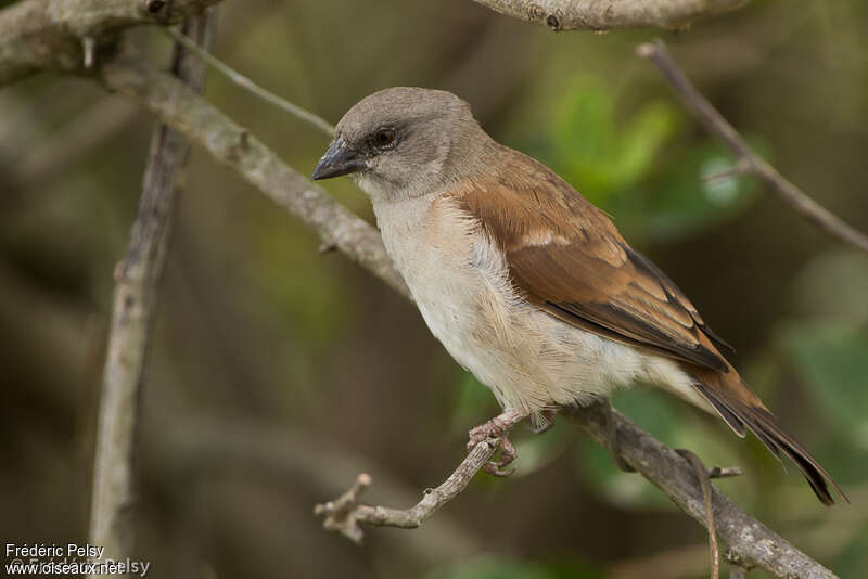 Northern Grey-headed Sparrowadult, identification