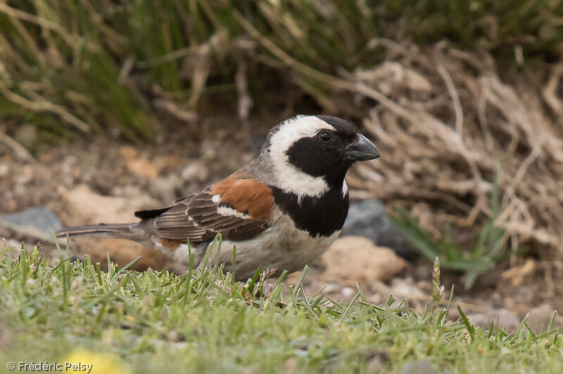 Cape Sparrow male adult