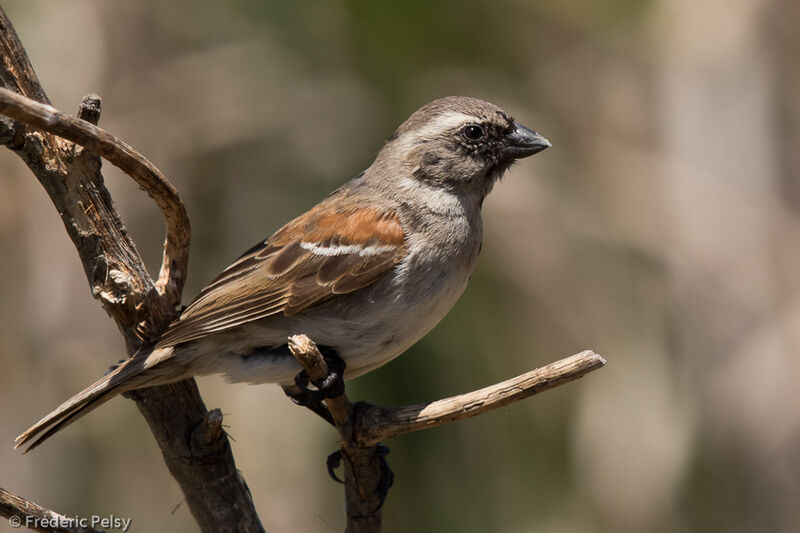 Cape Sparrow female adult