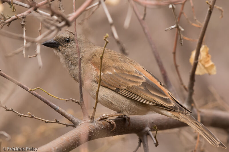 Southern Grey-headed Sparrow