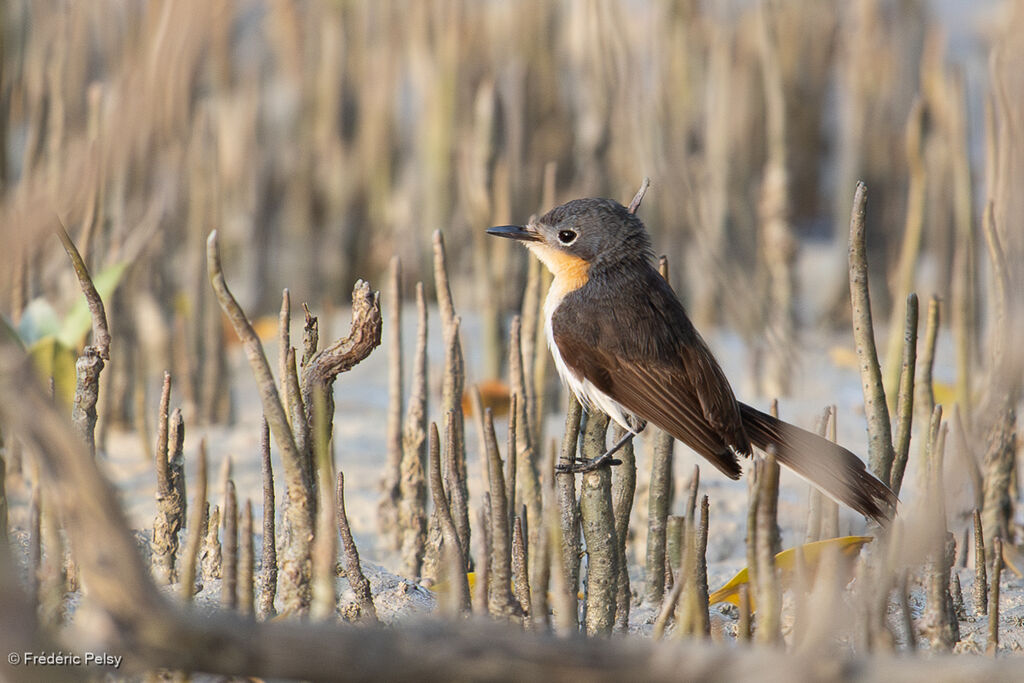 Broad-billed Flycatcher