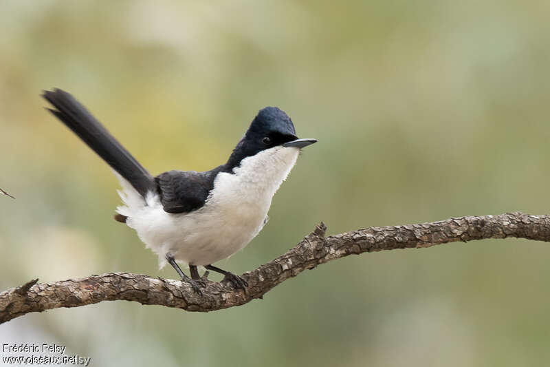 Restless Flycatcher male adult, close-up portrait, Behaviour