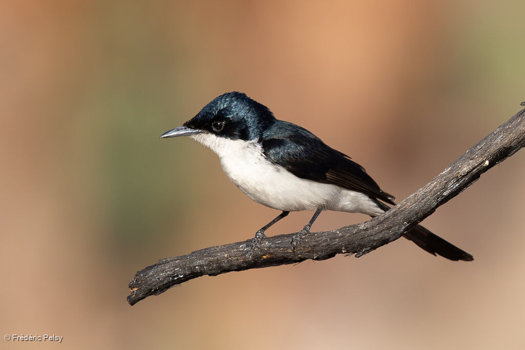 Monarque menuimmature