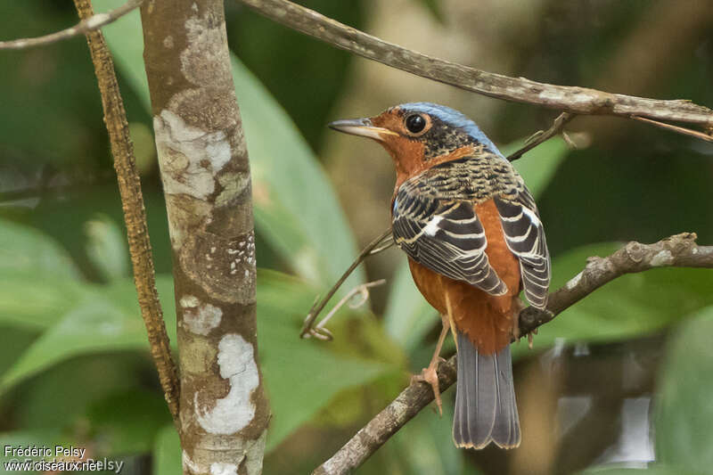 White-throated Rock Thrush male adult post breeding, identification