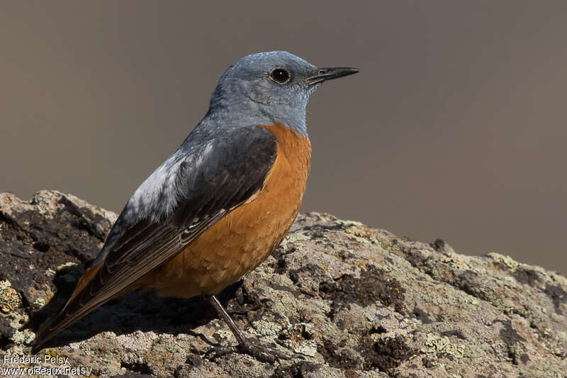 Common Rock Thrush male adult breeding, habitat