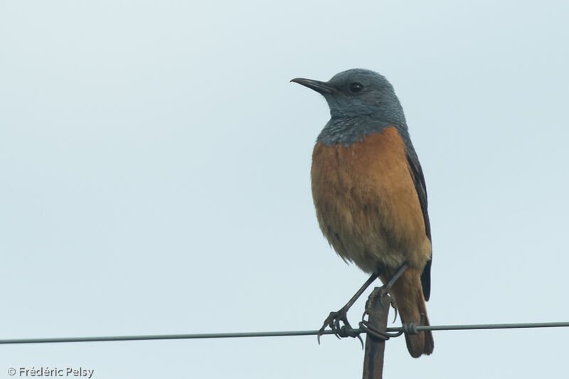 Sentinel Rock Thrush male adult