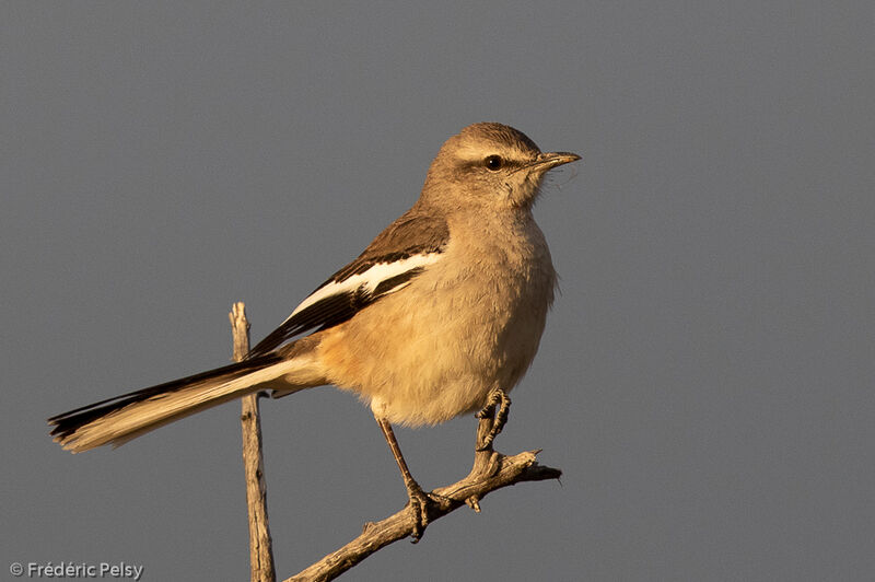 White-banded Mockingbird