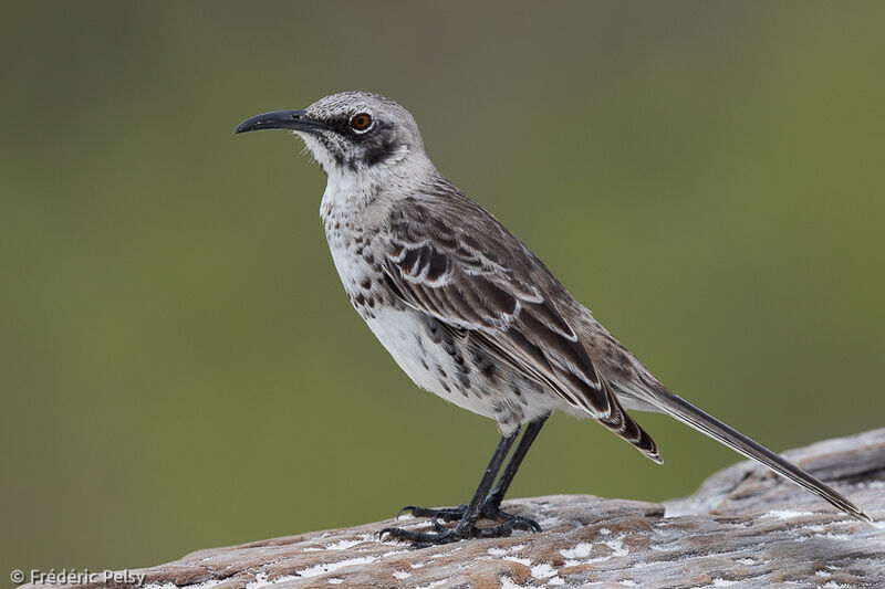 Espanola Mockingbird