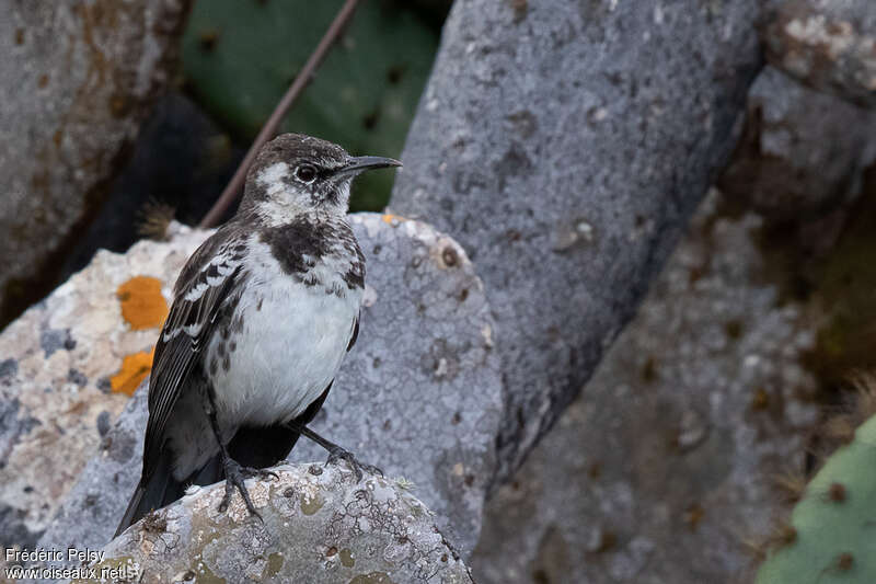 Floreana Mockingbirdadult, habitat, pigmentation