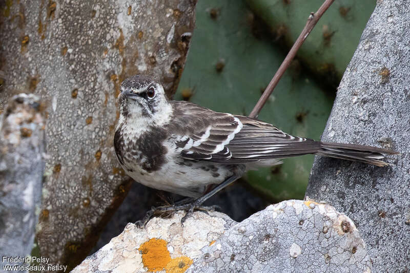 Moqueur de Floreanaadulte, identification