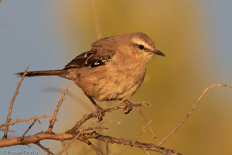 Patagonian Mockingbird