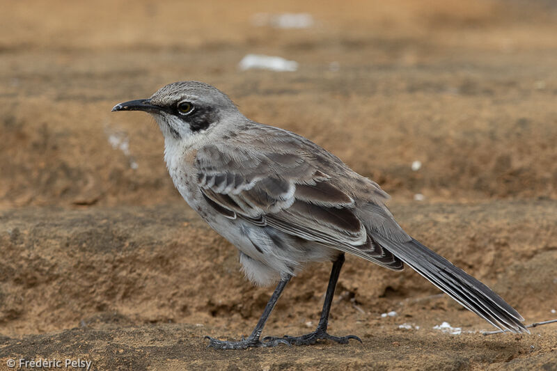 San Cristobal Mockingbird