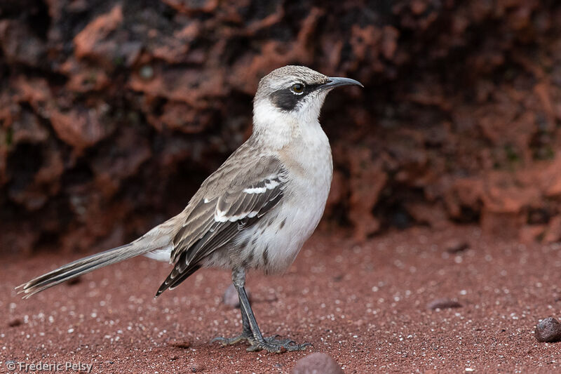 Galapagos Mockingbird