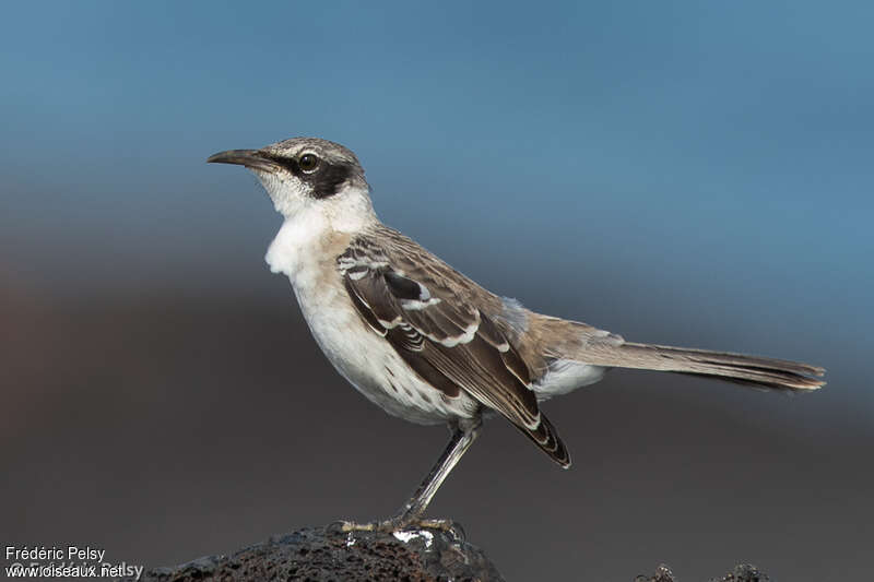 Galapagos Mockingbirdadult, identification