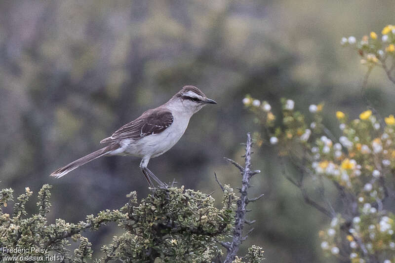 Moqueur plombéadulte, identification