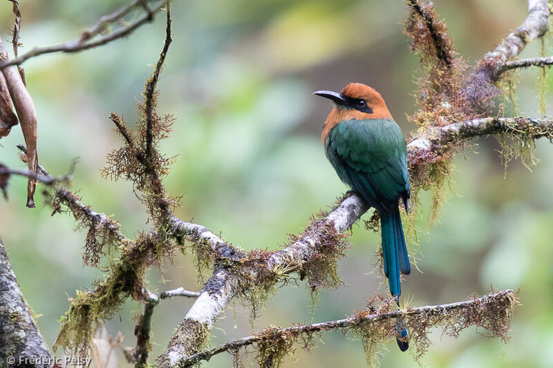 Motmot à bec largeadulte, habitat, pigmentation