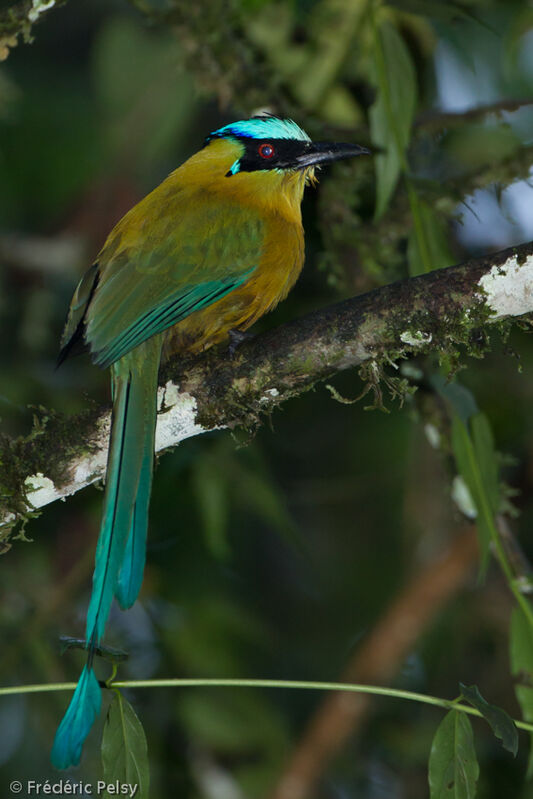 Motmot d'Équateuradulte, identification