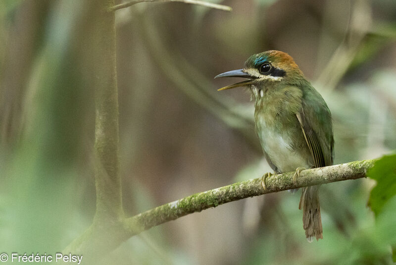 Tody Motmot