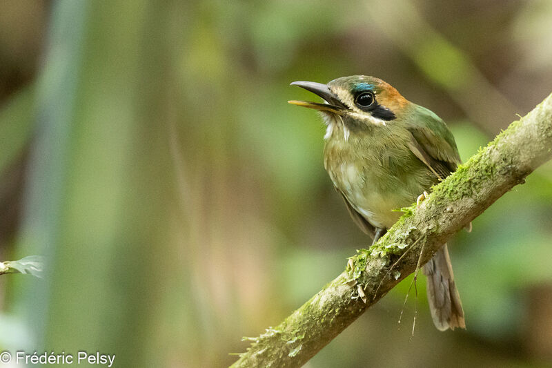 Tody Motmot