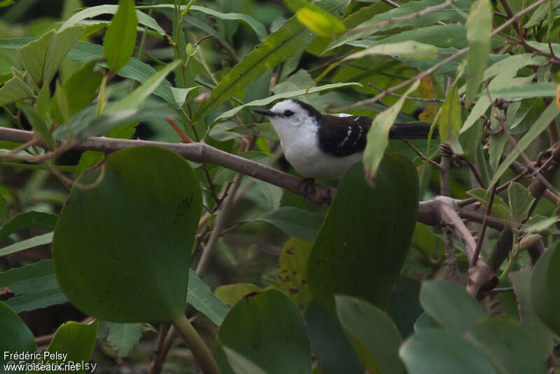 Black-backed Water Tyrantadult, habitat