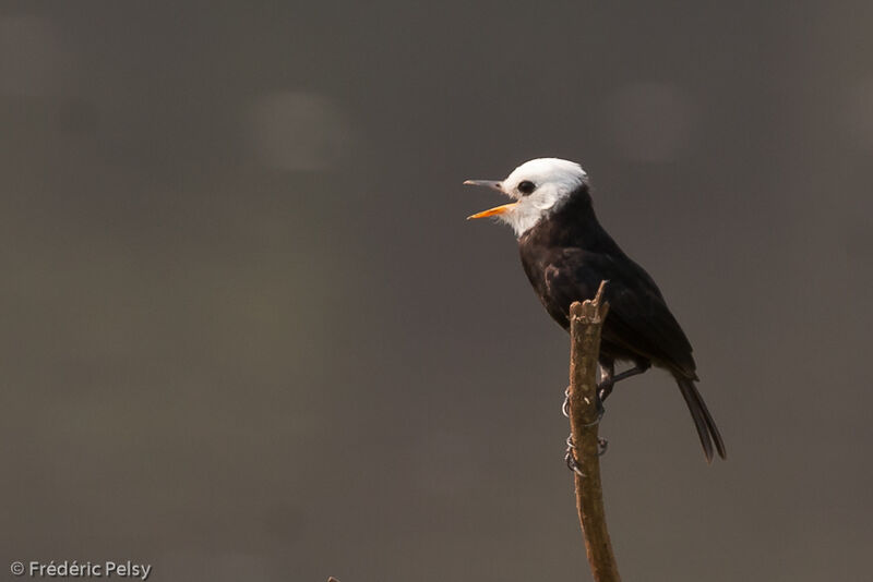 White-headed Marsh Tyrant male adult, identification