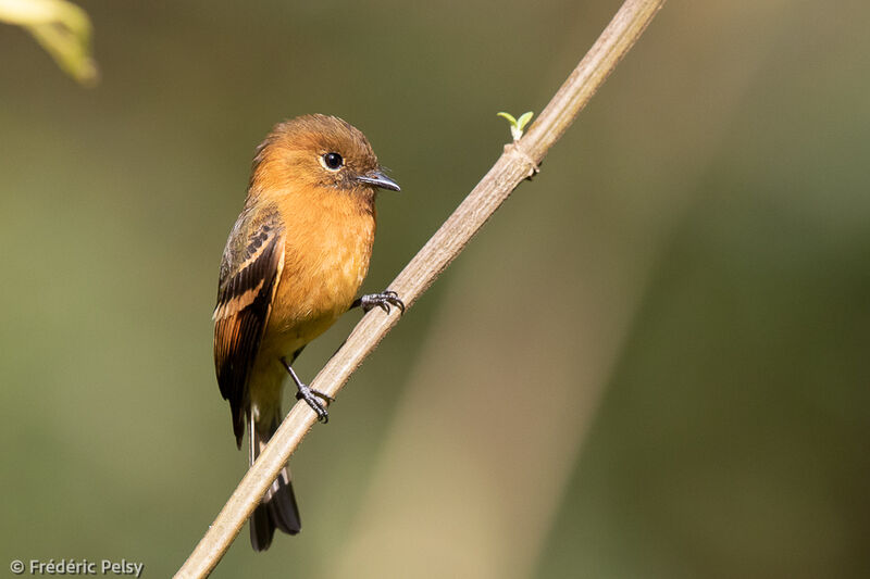 Cinnamon Flycatcher