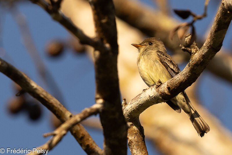 Northern Tropical Pewee