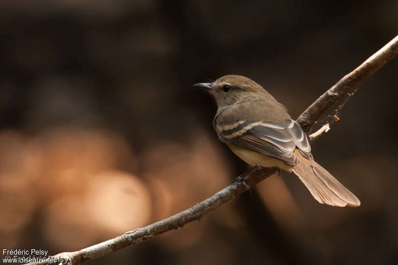 Fuscous Flycatcheradult, identification