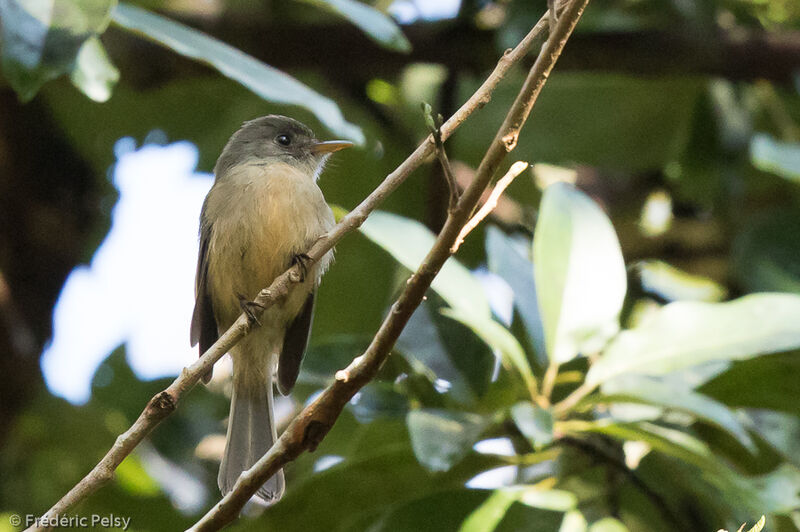 Lesser Antillean Peweeadult