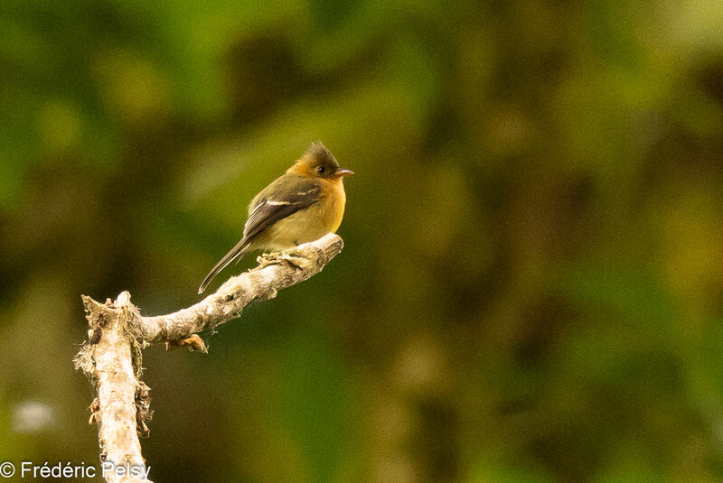 Northern Tufted Flycatcher