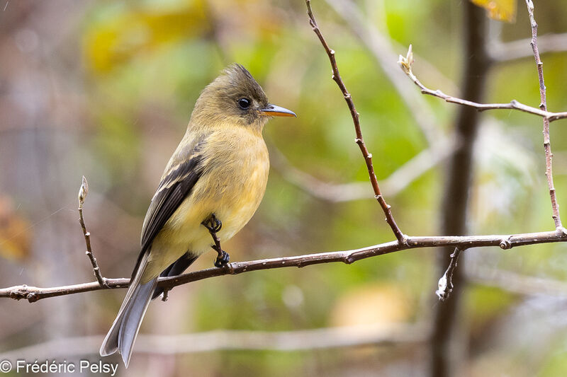 Ochraceous Pewee