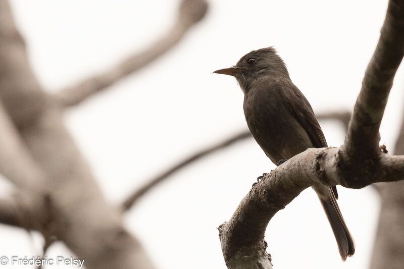 Dark Pewee