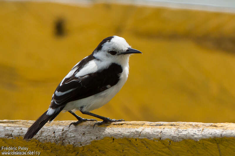 Pied Water Tyrantadult, identification