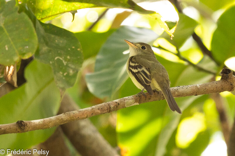 Acadian Flycatcher