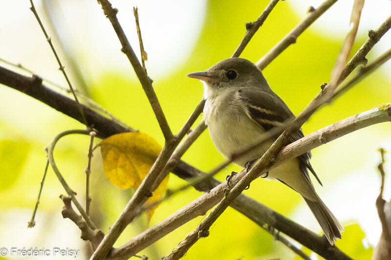 Acadian Flycatcher