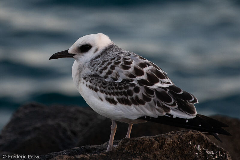 Mouette à queue fourchuejuvénile