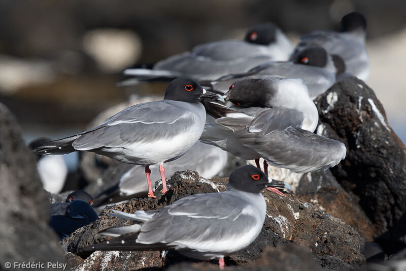 Swallow-tailed Gull