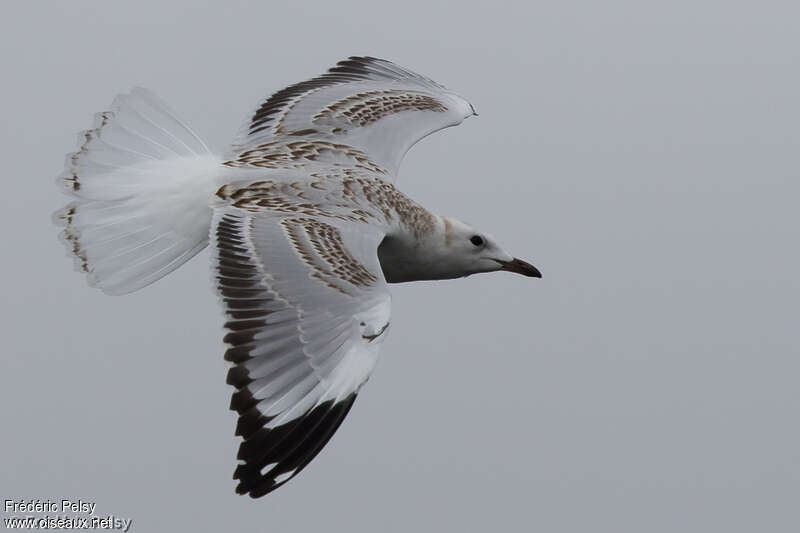 Mouette argentéeimmature, Vol