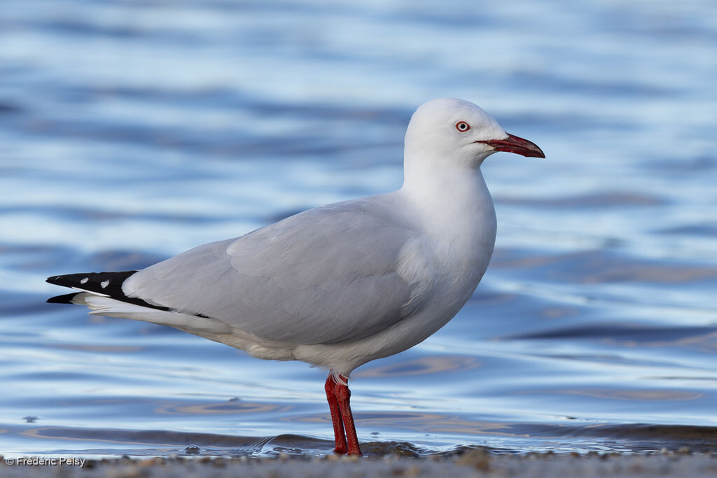 Silver Gull