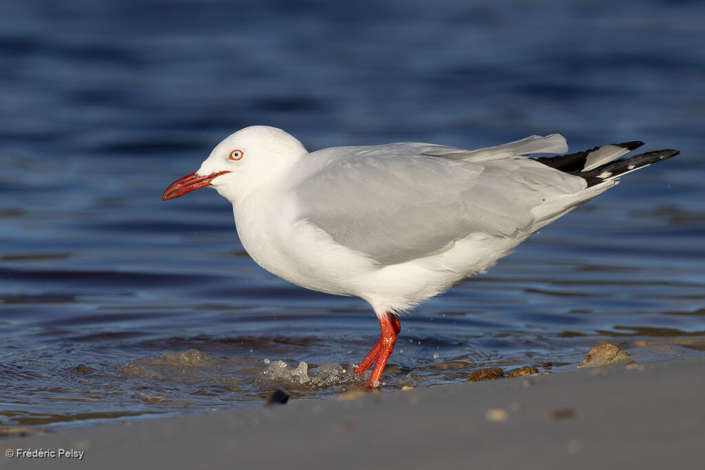 Silver Gull