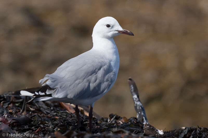 Mouette de Hartlaubadulte