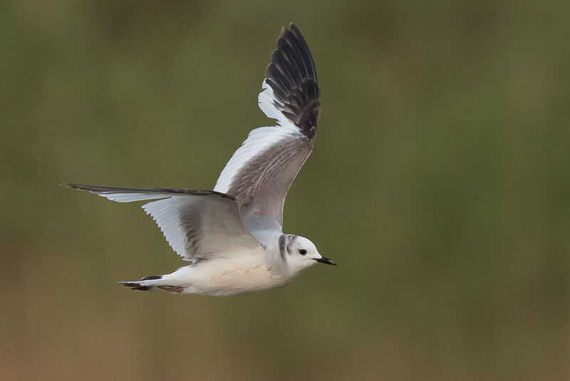 Mouette de Sabine2ème année